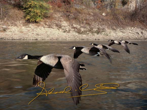 river geese